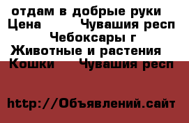 отдам в добрые руки › Цена ­ 10 - Чувашия респ., Чебоксары г. Животные и растения » Кошки   . Чувашия респ.